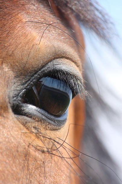Ruskea hevonen silmä
 - Valokuva, kuva