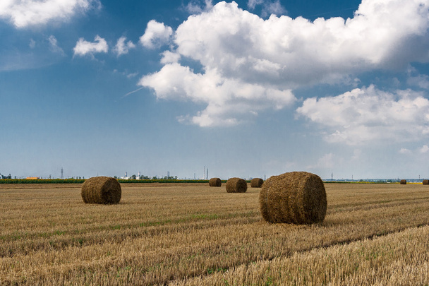 Hay bales on the agricultural field after harvest  sunny summer day. - Photo, Image