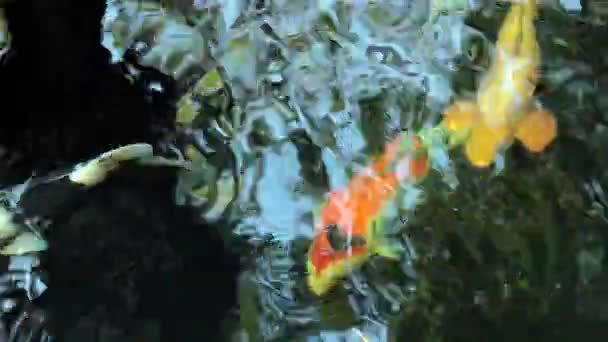 Koi, Fancy Carp are swimming in above - Footage, Video
