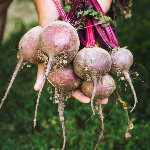 Farmer hands in gloves holding a bunch of freshly harvested beetroots and a garden spade - Photo, Image