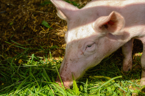 Porcs domestiques mange de l'herbe
 - Photo, image