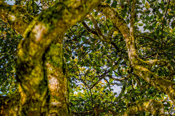 Corona di un albero di avocado
 - Foto, immagini