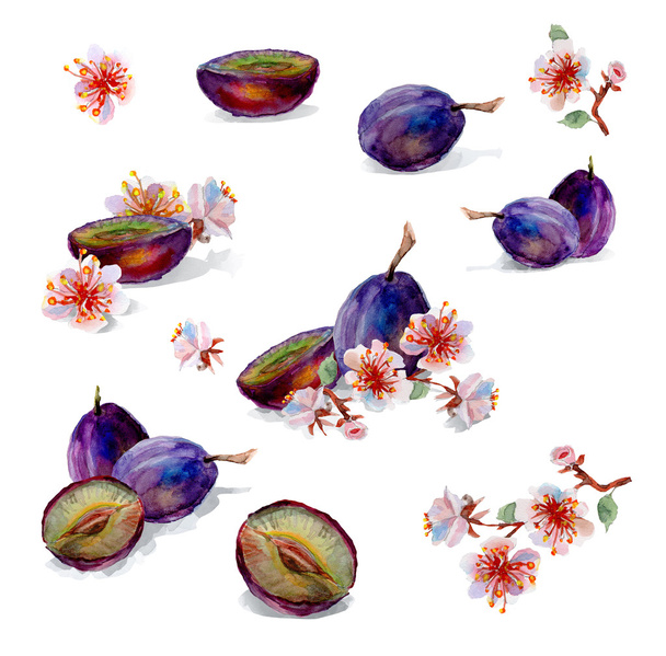 Watercolor painting. Plums and flowers - Fotoğraf, Görsel
