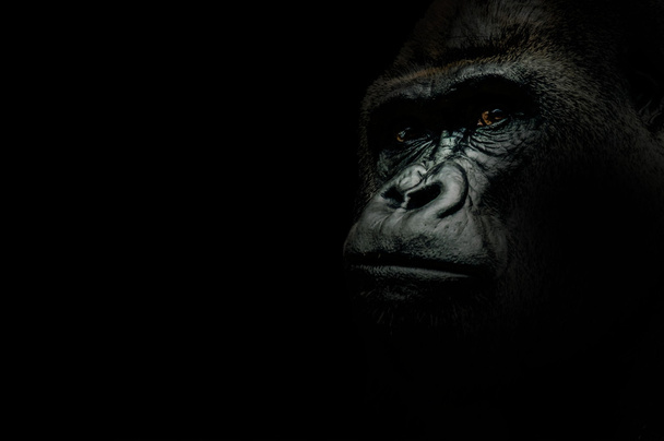 Porträt eines Gorillas isoliert auf schwarz - Foto, Bild
