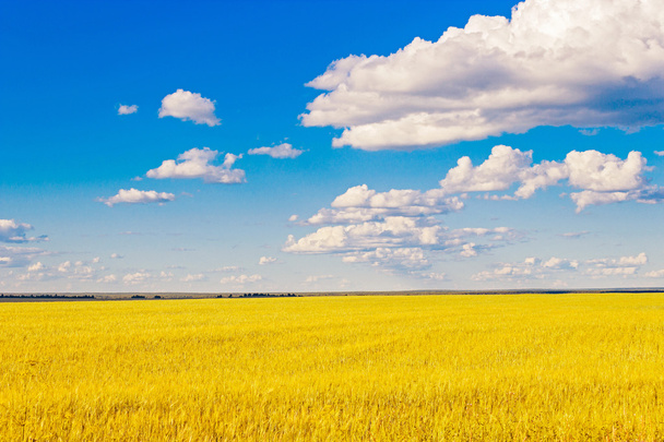 yellow wheat field - Foto, imagen
