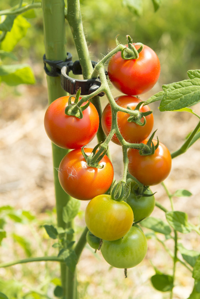 Recolección de deliciosos tomates cosechados en el campo - Foto, Imagen