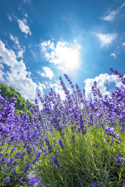 A flower garden in which lavender of Hokkaido blooms - Photo, Image