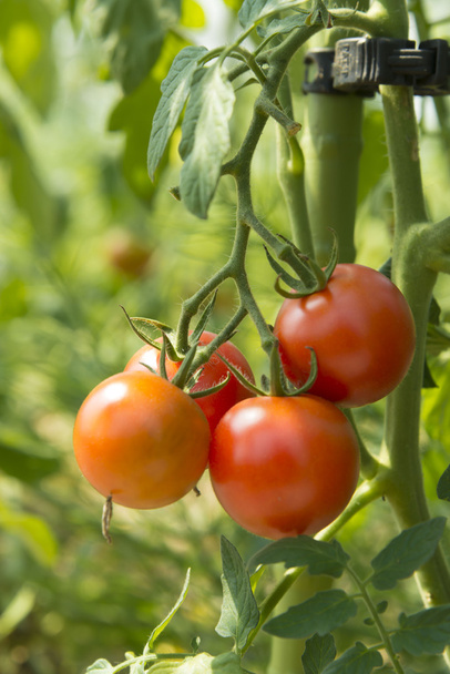 Sammeln von leckeren Tomaten, die auf dem Feld geerntet werden - Foto, Bild