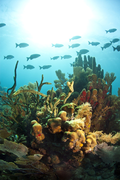 κοραλλιογενείς κήπους - Φωτογραφία, εικόνα