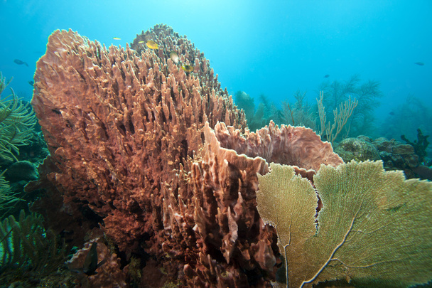 Two large barrel sponges - Photo, Image