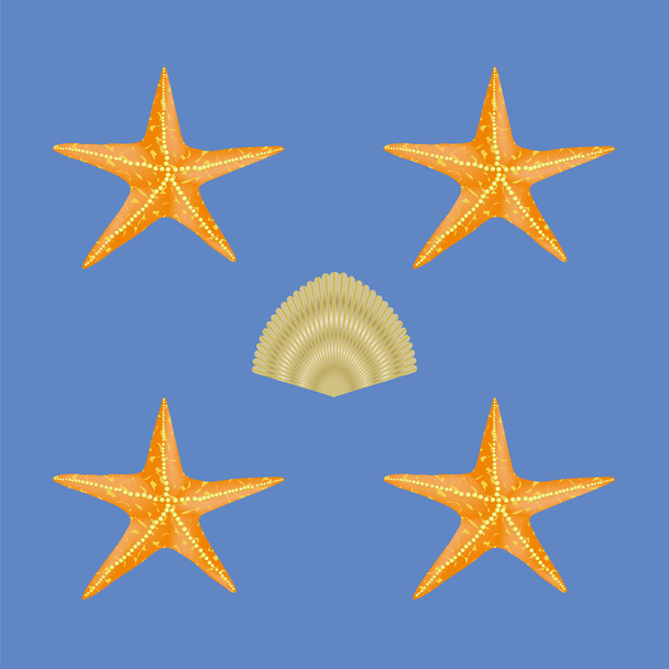 Patrón sin costura de concha marina exótica
 - Vector, imagen