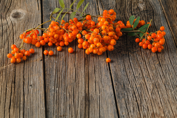 Ash-berry on a wooden background. Autumn berry. Bunch of Rowan - Фото, изображение