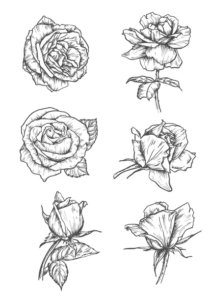 Rosenblütensymbole. Blumenskizze Embleme - Vektor, Bild