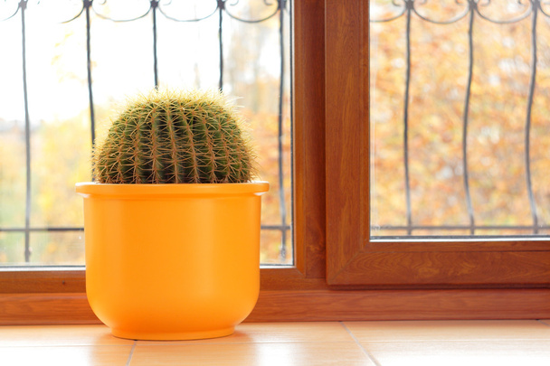 Cactus planta na casa
 - Foto, Imagem