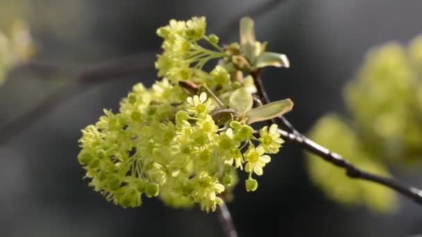 Twig a tree with green flowers in spring - 映像、動画