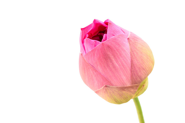close up pink Lotus  - Photo, Image
