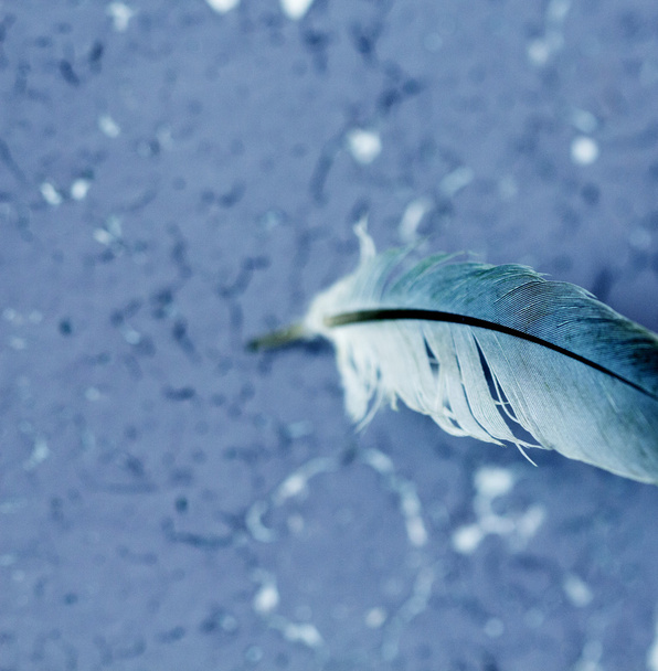пташине перо, тема тварин
 - Фото, зображення