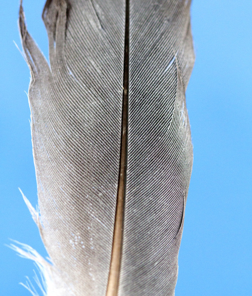 pena de pássaro,., tema animal
 - Foto, Imagem