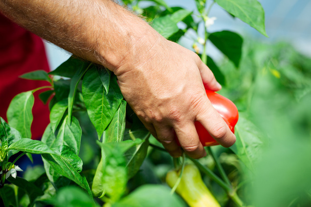Farmer harvested ripe peppers in a greenhouse - Фото, зображення