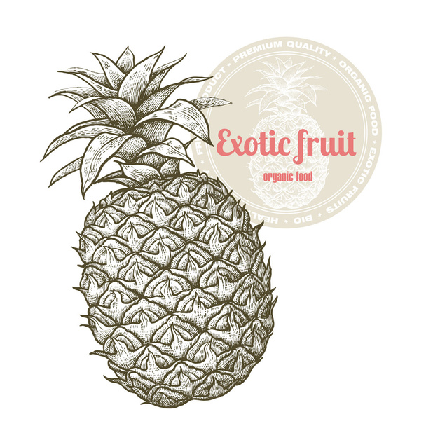 Exotic fruit pineapple. - Vector, Image
