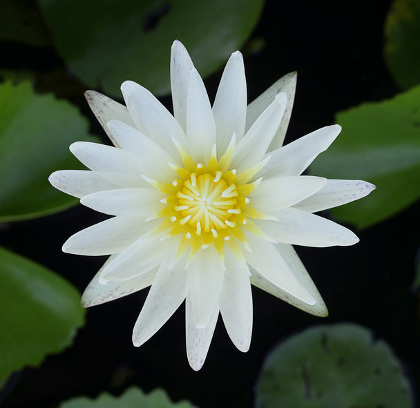 fehér lótusz virág  - Fotó, kép
