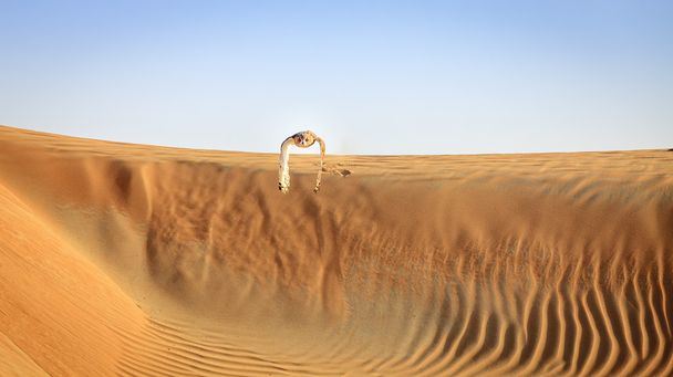 Puchacz pustynny - Zdjęcie, obraz