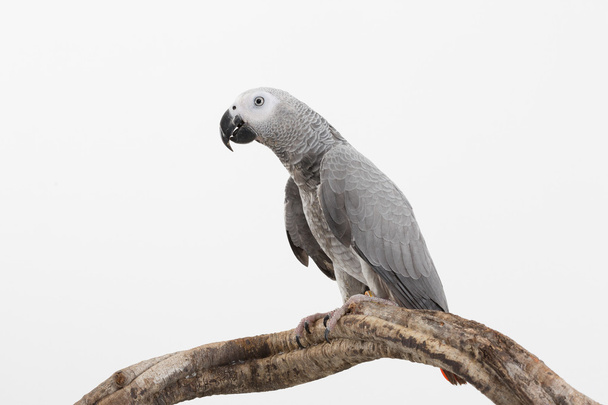 Síry chocholatý Kakadu izolovaných na bílém pozadí. - Fotografie, Obrázek