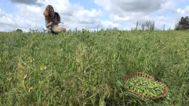 Mezőgazdasági munkavállaló nő összegyűjti betakarítás borsó üzem területén. 4k - Felvétel, videó