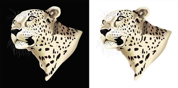 leopárd - Fotó, kép