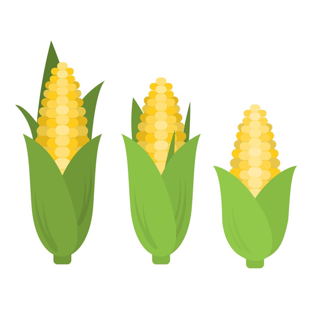 Vector corn in flat style - Vector, Image
