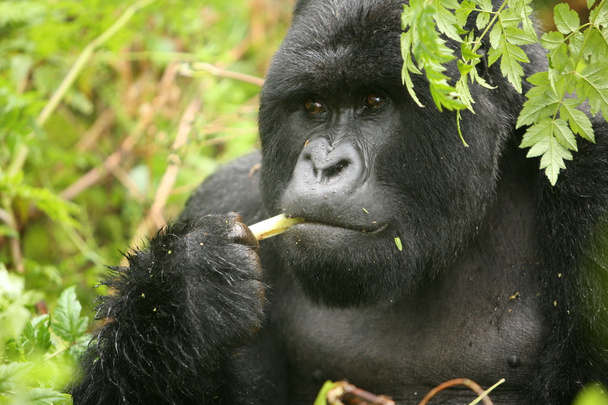 Villi Gorilla eläin Ruanda Afrikka trooppinen metsä
  - Valokuva, kuva