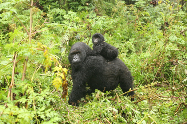 Gorilla vadállat Ruanda Afrika trópusi erdő  - Fotó, kép