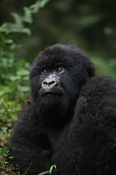 Villi Gorilla eläin Ruanda Afrikka trooppinen metsä
  - Valokuva, kuva