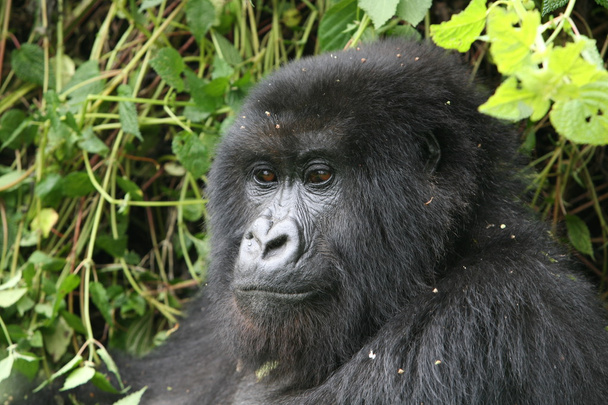 Gorilla vadállat Ruanda Afrika trópusi erdő  - Fotó, kép