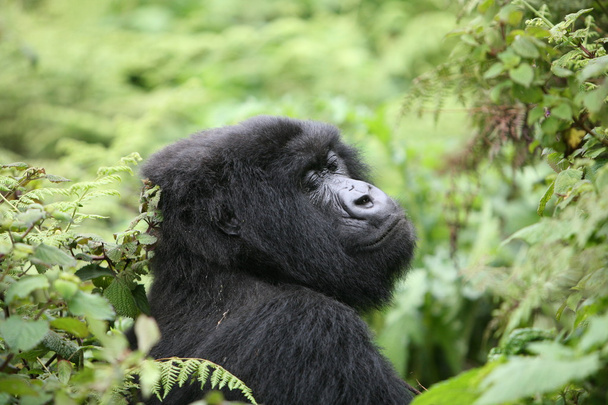 Дикие гориллы в тропических лесах Руанды
  - Фото, изображение
