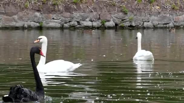 Swans Swimming in the Pond. - Footage, Video