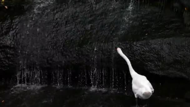 White Swan and Waterfall. - Footage, Video