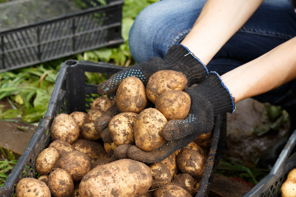 Женщина сортирует картофель
 - Фото, изображение