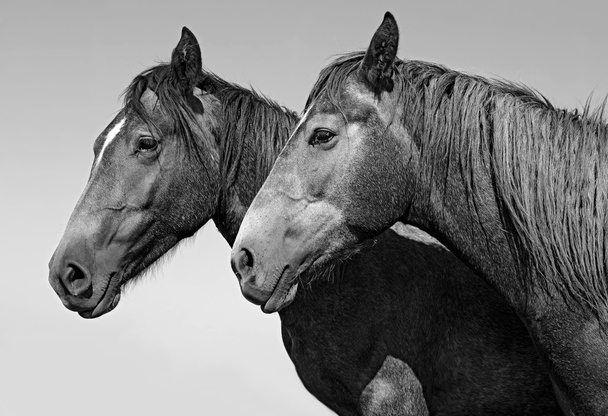 Pferdeköpfe gegen den Himmel - Foto, Bild