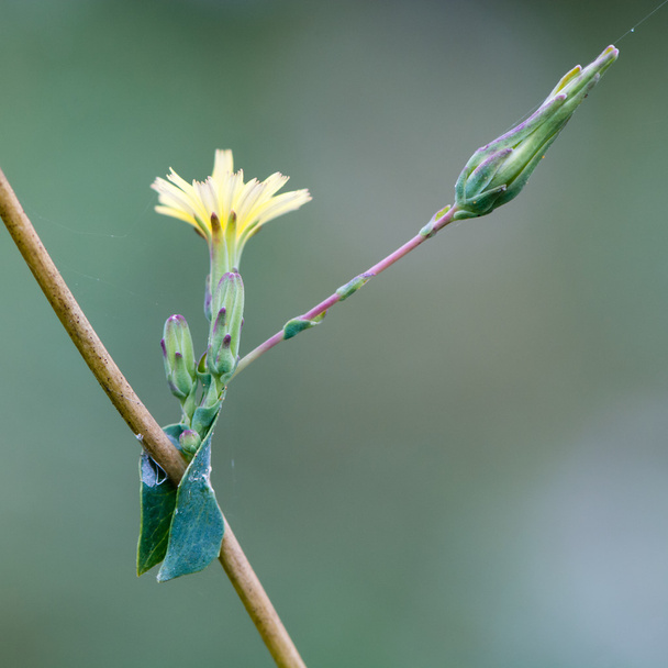 Nipplewort (Lapsana communis) kukka
 - Valokuva, kuva