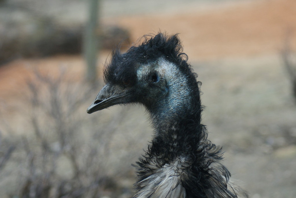 EMU - Dromaius novaehollandiae - Fotografie, Obrázek