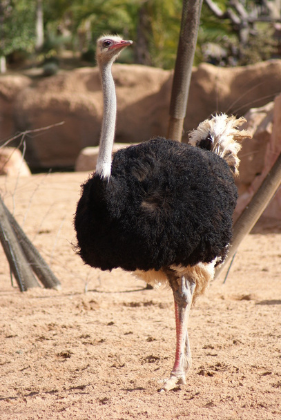 Ostrich - Struthio camelus - Foto, Bild