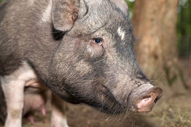 De snuit van een varken op de grote boerderij - Foto, afbeelding
