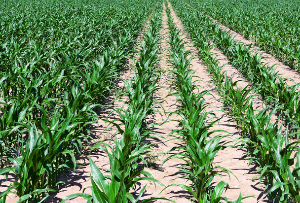 Кукурудзяне поле з молодими пагонами
 - Фото, зображення