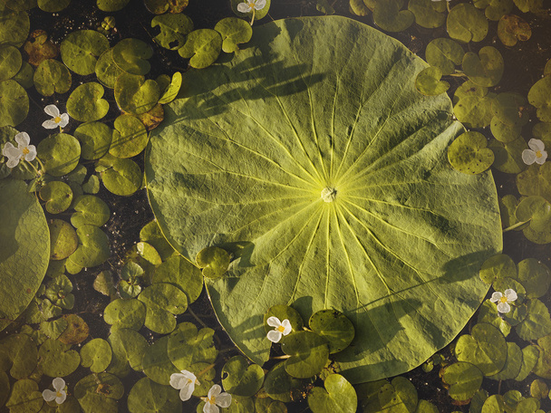 Lotusblatt in den Strahlen der untergehenden Sonne. - Foto, Bild