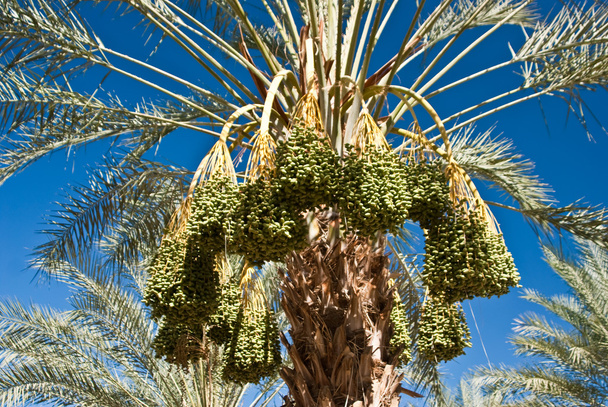 Dates mûres sur palmier
 - Photo, image