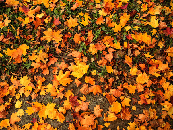 Yerde sarı yapraklar - Fotoğraf, Görsel