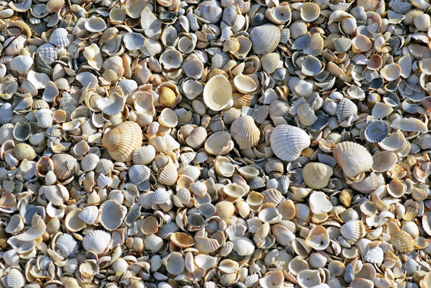 Beach shell sea - Фото, зображення