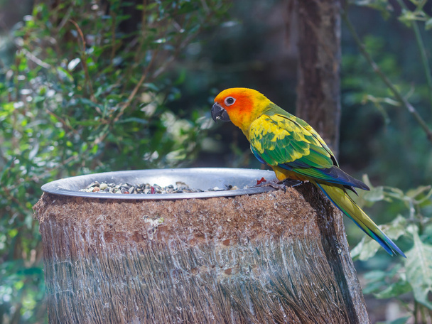 Sun Conure is sits on a feeding trough with food - Photo, Image