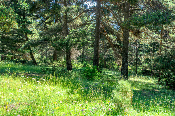 Φρέσκιες καλοκαιρινές δάσος γεμάτο πράσινα φωτεινά χρώματα - Φωτογραφία, εικόνα